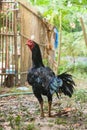 Thailand breeding fighting cocks.