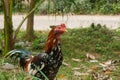 Thailand breeding fighting cocks.