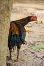 Thailand breeding fighting cocks.