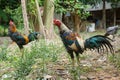 Thailand breeding fighting cocks.