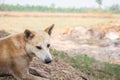 Thailand Brown Dog Breeders,Thailand Royalty Free Stock Photo