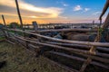 Thailand buffalo in corral at sunset