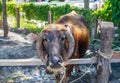 Thailand buffalo, due to heavy use, in the show, to cost tourists the money to visit