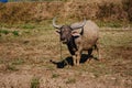 Thailand buffalo eating grass with birds,countryside Thailand