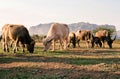 Thailand buffalo eating grass at farm with sunset and mountain background