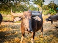 Thailand buffalo herd