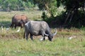 Thailand buffalo