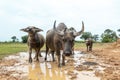 Thailand buffaloes in rice field Royalty Free Stock Photo