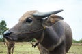 Thailand buffaloes in rice field Royalty Free Stock Photo