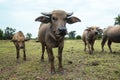 Thailand buffaloes in rice field Royalty Free Stock Photo