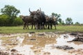 Thailand buffaloes in rice field Royalty Free Stock Photo