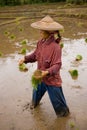 Thailand, Burmese migrant woman working in the rice field.