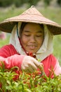 Thailand, Burmese migrant workers harvesting chili in the fields Royalty Free Stock Photo