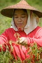 Thailand, Burmese migrant workers harvesting chili in the fields Royalty Free Stock Photo