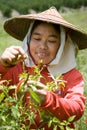 Thailand, Burmese migrant workers harvesting chili in the fields Royalty Free Stock Photo