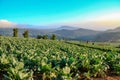 Thailand, Cabbage, Crop - Plant, Crucifers, Dirt Royalty Free Stock Photo