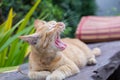 Thailand Cat lethargic