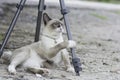 Thailand cat playing the tripod placed on the ground Royalty Free Stock Photo