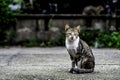 Thailand cats Royalty Free Stock Photo