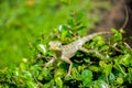 Thailand chameleon close up on green leaf