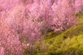 Thailand Cherry Blossom at Phu Lom Lo