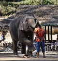 Thailand, Chiang Mai, asian elephant