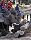 Thailand, Chiang Mai, asian elephants