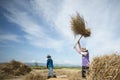 THAILAND CHIANG RAI AGRICULTURE RICEFIELD EARNING