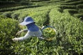 THAILAND CHIANG RAI MAE SALONG TEA PLANTATION Royalty Free Stock Photo