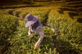 THAILAND CHIANG RAI MAE SALONG TEA PLANTATION Royalty Free Stock Photo