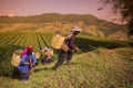 THAILAND CHIANG RAI MAE SALONG TEA PLANTATION