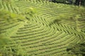 THAILAND CHIANG RAI MAE SALONG TEA PLANTATION Royalty Free Stock Photo