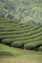 THAILAND CHIANG RAI MAE SALONG TEA PLANTATION Royalty Free Stock Photo