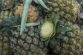 THAILAND CHIANG RAI MARKET FRUITS PINEAPLE Royalty Free Stock Photo