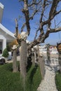 Tree, woody, plant, branch, flower, sky, trunk, spring