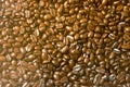 Thailand Coffee Beans for Coffee Lover