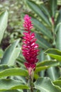 Costus barbatus, also known as spiral ginger.