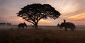 Thailand Countryside; Silhouette elephant on the background of sunset, elephant Thai in Surin Thailand