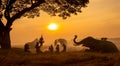 Thailand Countryside; Silhouette elephant on the background of sunset, elephant Thai in Surin Thailand