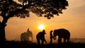 Thailand Countryside; Silhouette elephant on the background of sunset, elephant Thai in Surin Thailand