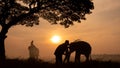 Thailand Countryside; Silhouette elephant on the background of sunset, elephant Thai in Surin Thailand