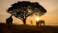 Thailand Countryside; Silhouette elephant on the background of sunset, elephant Thai in Surin Thailand