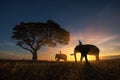 Thailand Countryside; Silhouette elephant on the background of sunset
