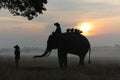 Thailand Countryside; Silhouette elephant on the background of sunset, elephant Thai in Surin Thailand Royalty Free Stock Photo