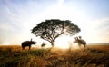 Thailand Countryside; Silhouette elephant on the background of sunset, elephant Thai in Surin Thailand