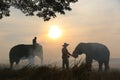 Thailand Countryside; Silhouette elephant on the background of sunset, elephant Thai in Surin Thailand