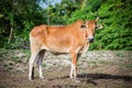 Thailand cow Royalty Free Stock Photo