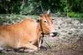 Thailand cow Royalty Free Stock Photo