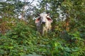 Thai Cow eating amongst trees in Isaan