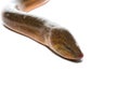 Thailand eel on white background Royalty Free Stock Photo